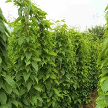 炮仗花价格福建炮仗花种植基地批发价格浙江炮仗花江西炮仗花