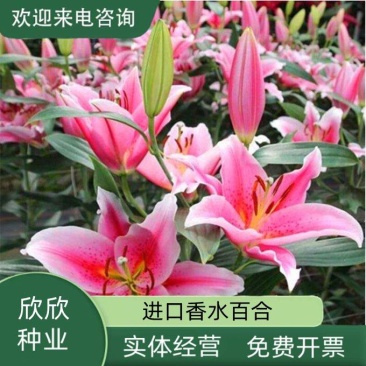 进口香水百合花种球盆栽花卉室内室外四季好养活植物种球