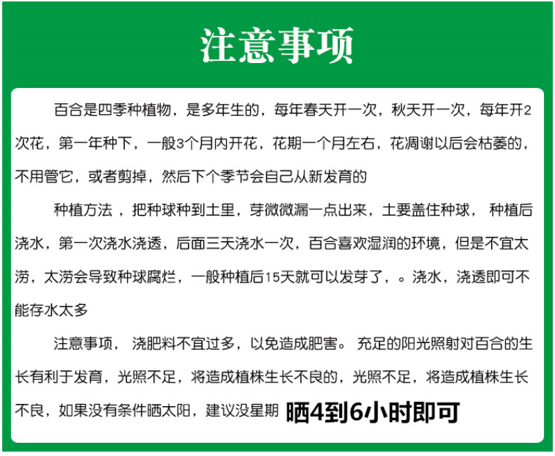 进口香水百合花种球盆栽花卉室内室外四季好养活植物种球
