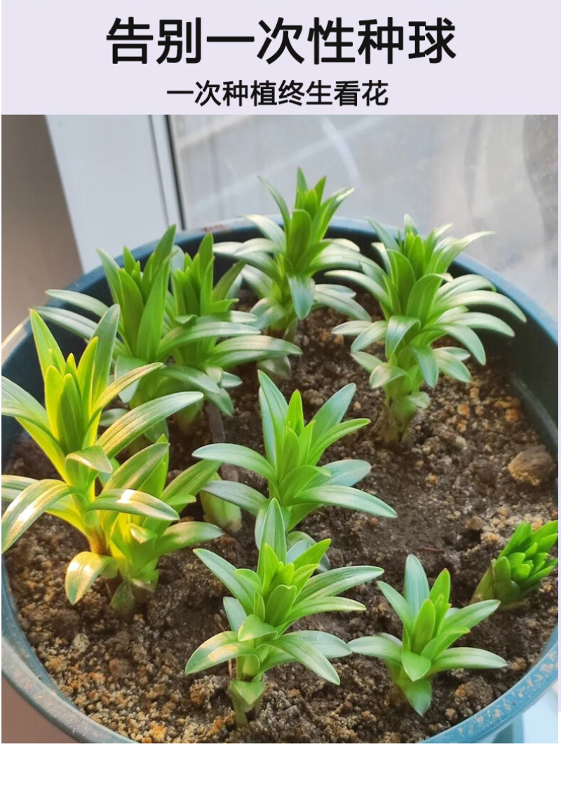 进口香水百合花种球盆栽花卉室内室外四季好养活植物种球
