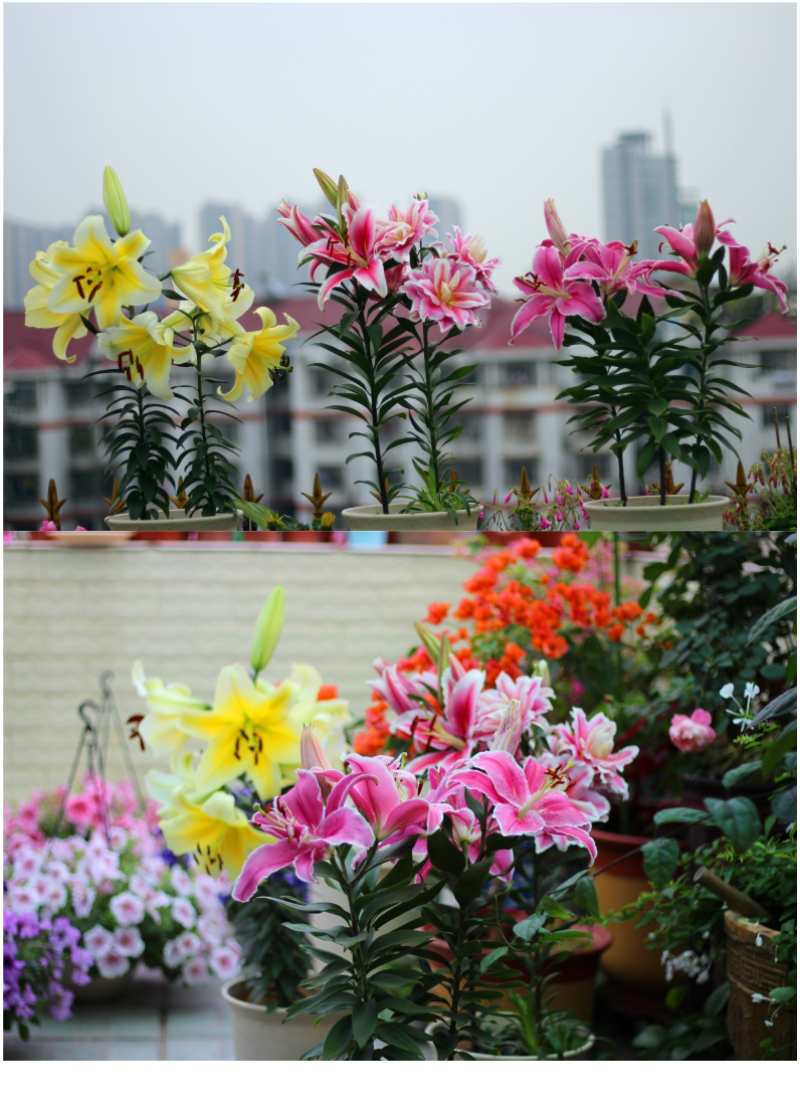 进口香水百合花种球盆栽花卉室内室外四季好养活植物种球