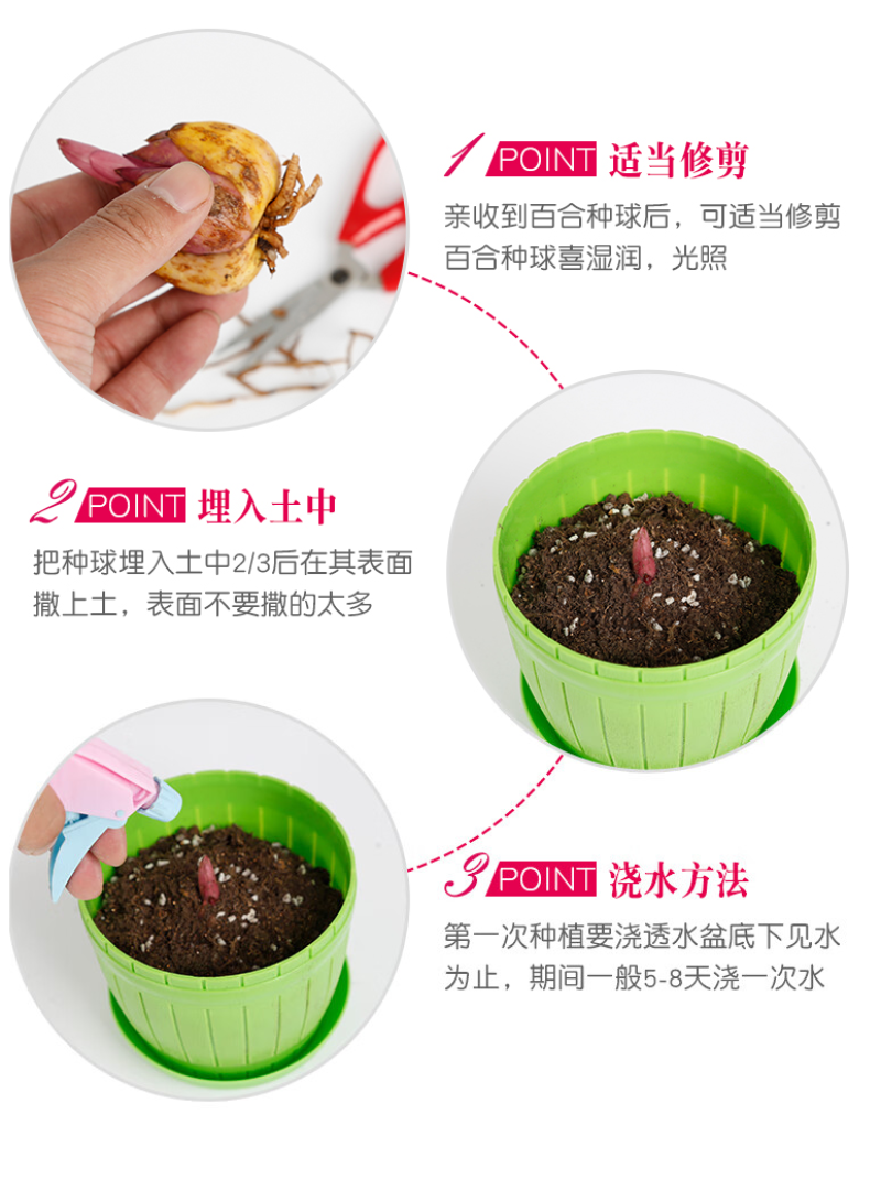 进口香水百合花种球盆栽花卉室内室外四季好养活植物种球