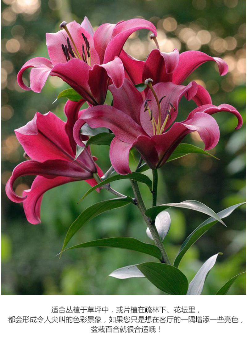 进口香水百合花种球盆栽花卉室内室外四季好养活植物种球