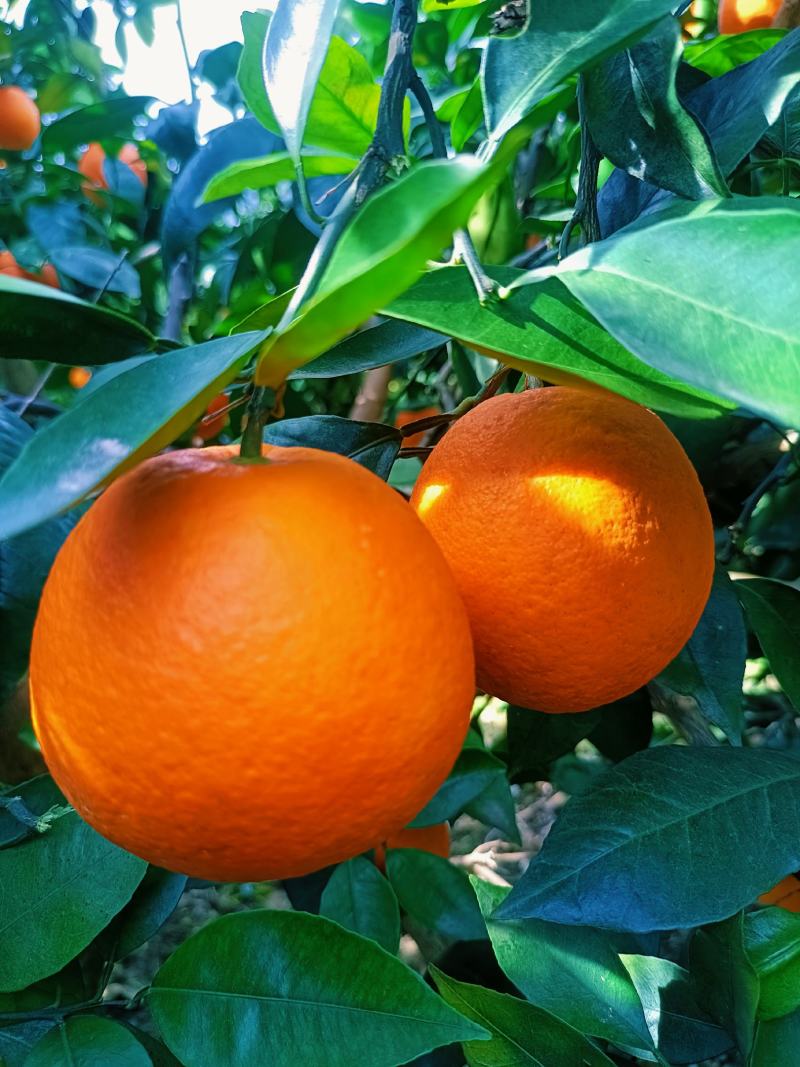 热销橙子奉节脐橙商品果二级果一树小果次果