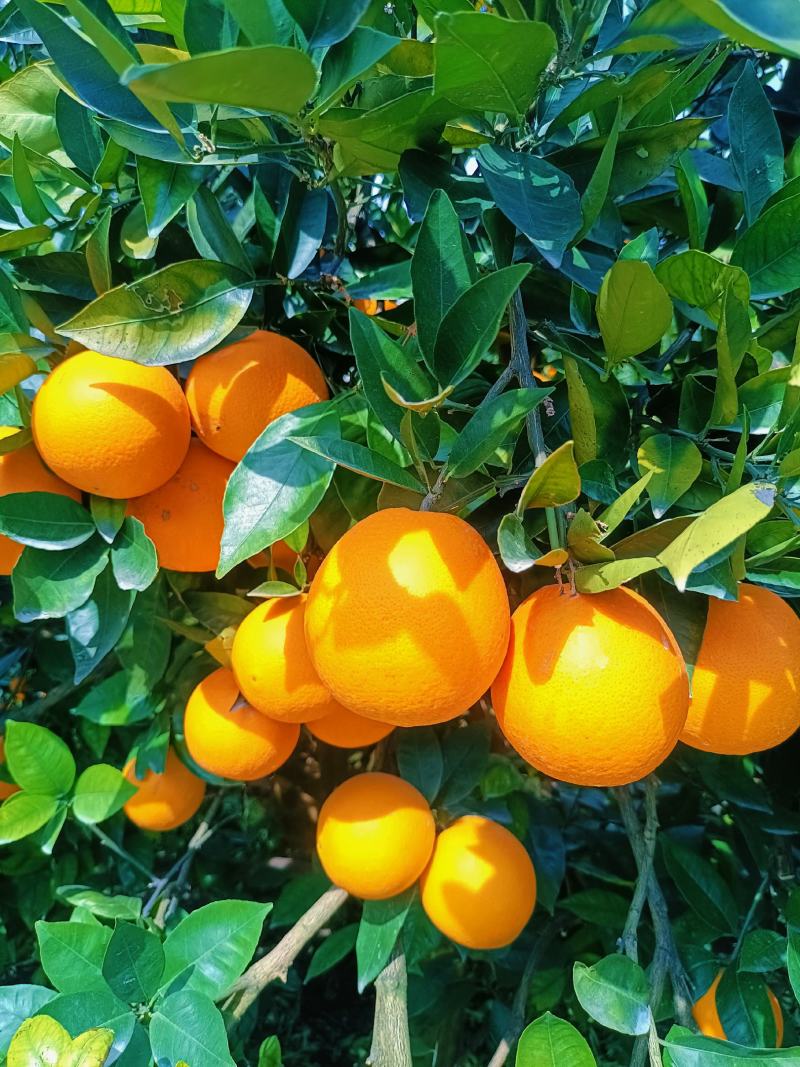 热销橙子奉节脐橙商品果二级果一树小果次果