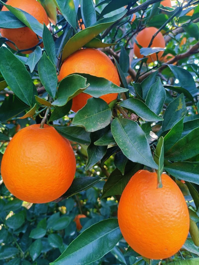 热销橙子奉节脐橙商品果二级果一树小果次果