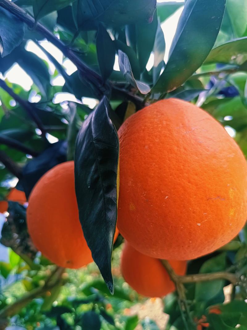 热销橙子奉节脐橙商品果二级果一树小果次果