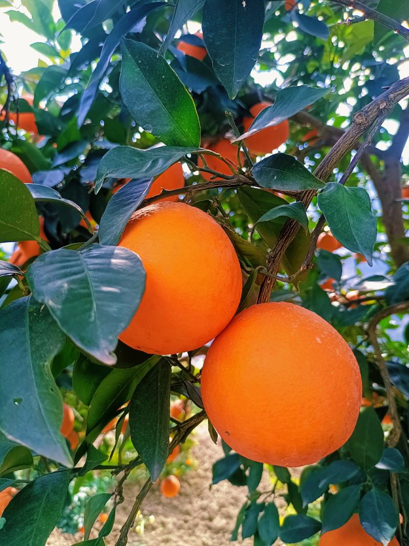 热销橙子奉节脐橙商品果二级果一树小果次果