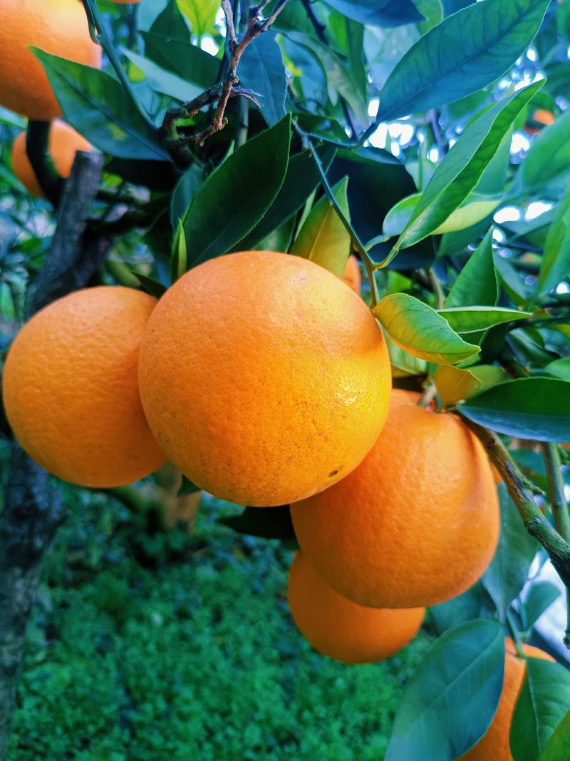（推荐）奉节脐橙代办代发二级果，高次果，商品果，选果