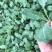 西兰花苗10万棵
