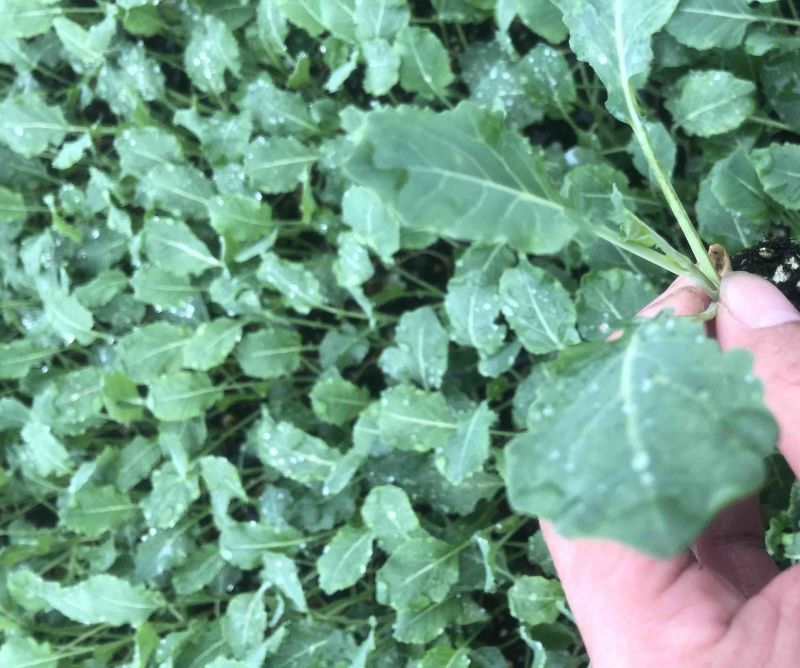 西兰花苗10万棵