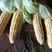 精品甜玉米基地直发品质保证全面有货欢迎联系