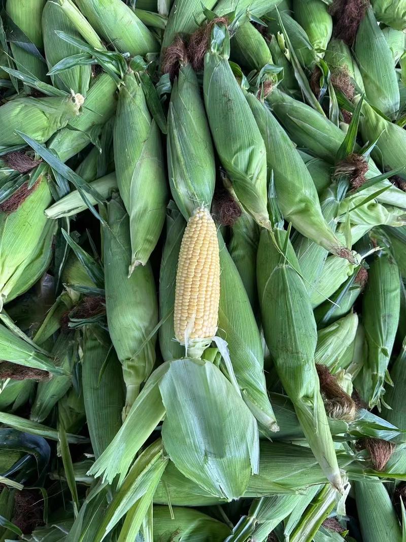 精品甜玉米基地直发品质保证全面有货欢迎联系