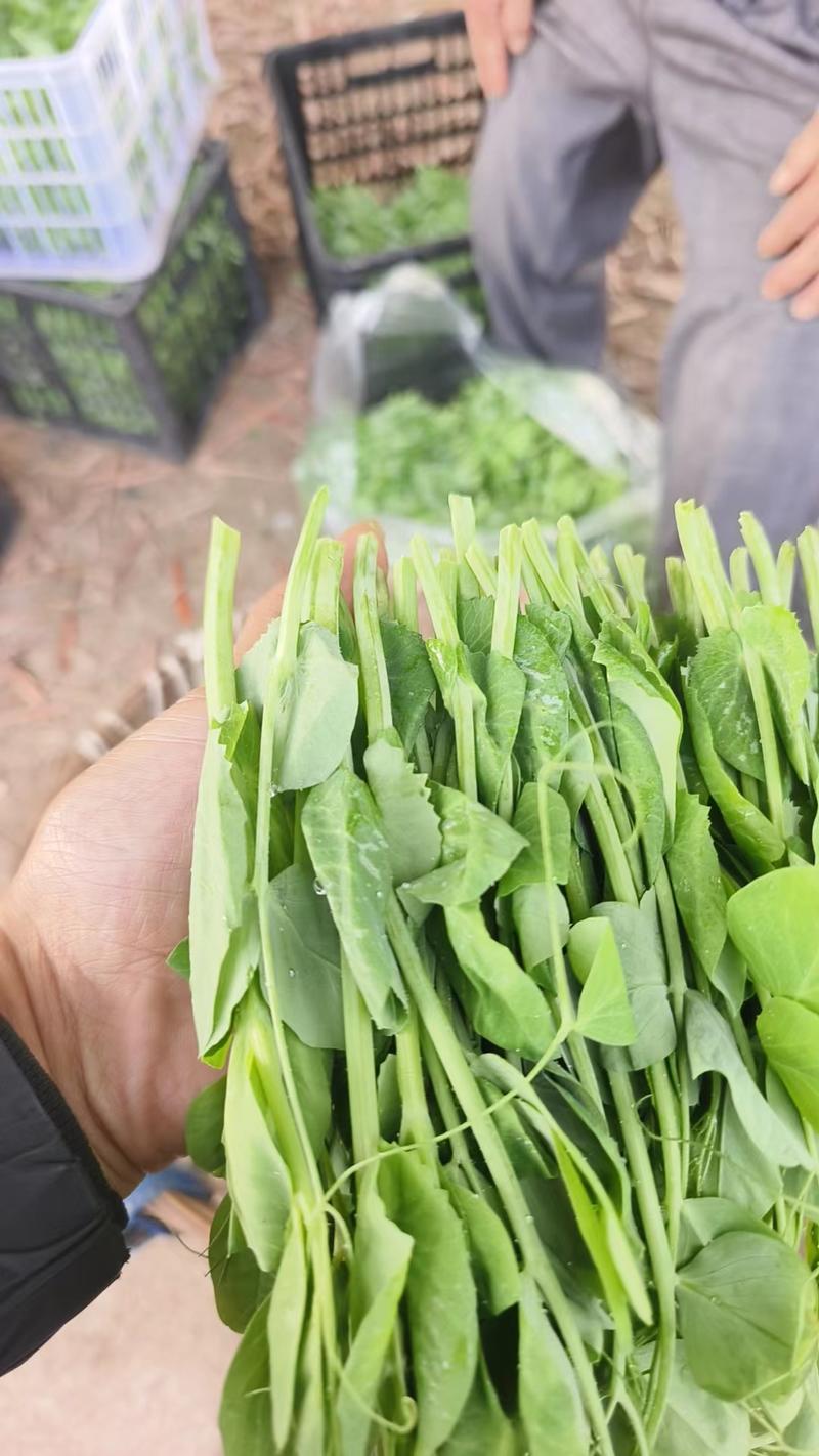 四川自贡大型基地豌豆苗。