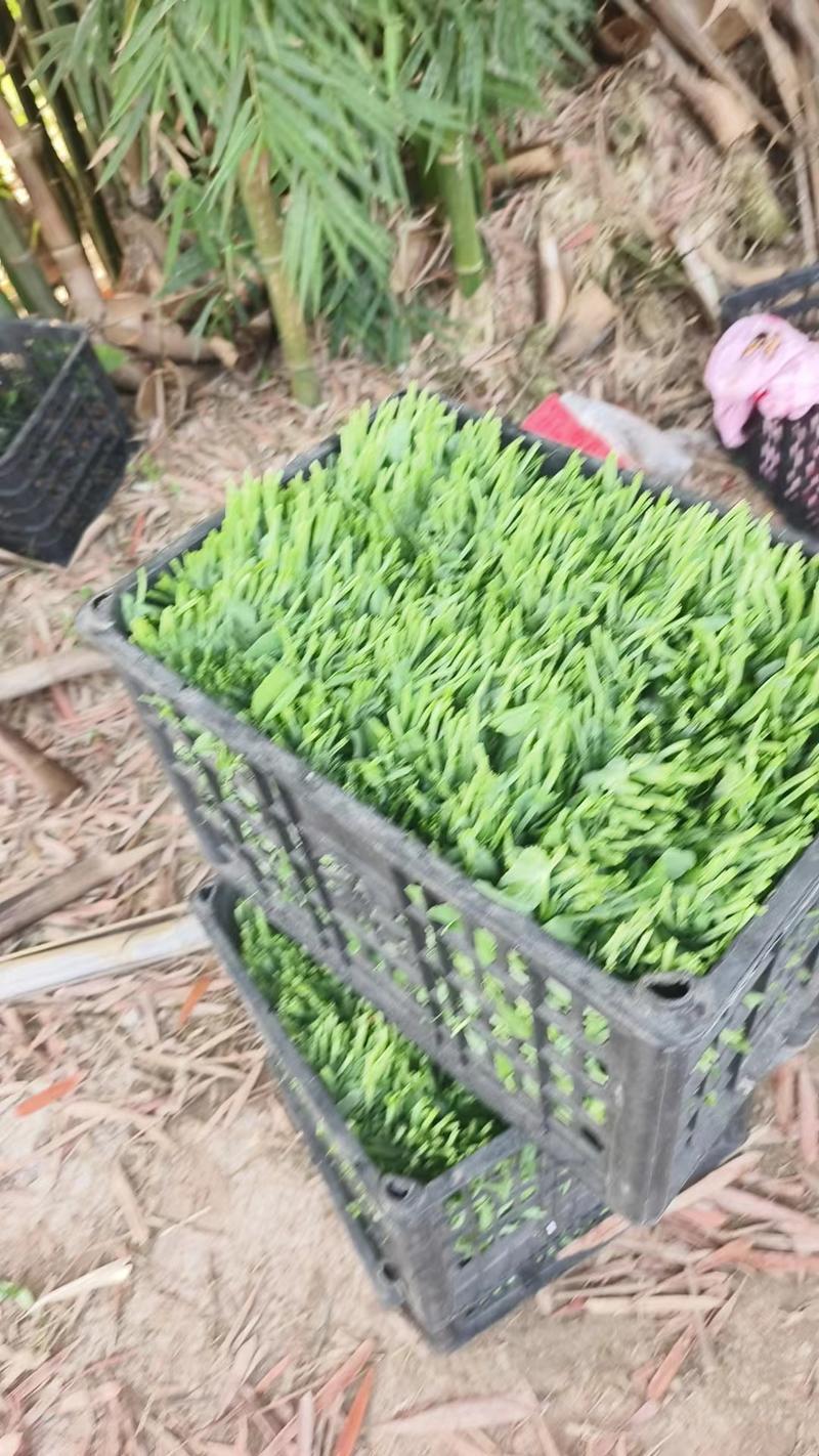 四川自贡大型基地豌豆苗。