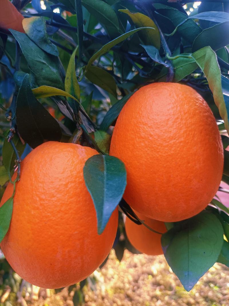 热销橙子奉节脐橙商品果二级果一树小果次果