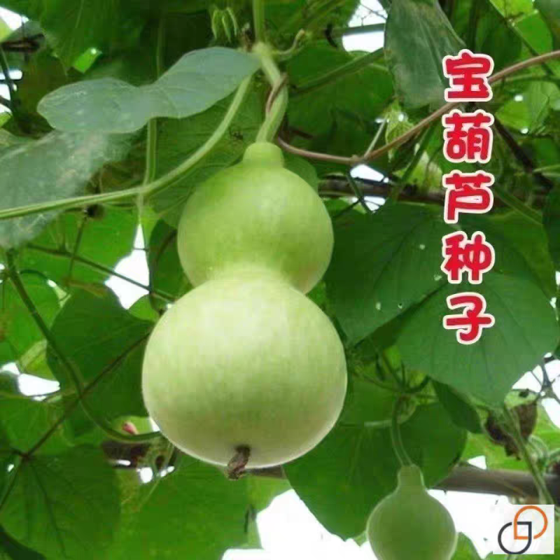 宝葫芦种子观赏葫芦种子葫芦种子文玩葫芦种子