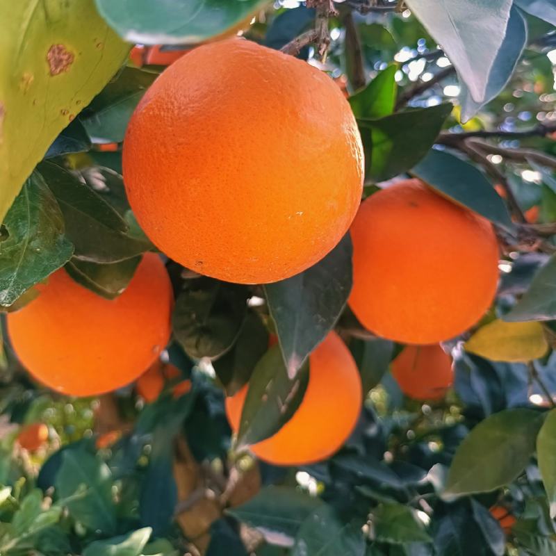 热销橙子奉节脐橙商品果二级果一树小果次果
