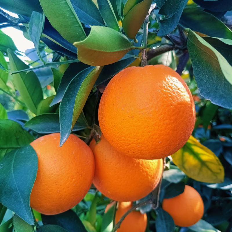热销橙子奉节脐橙商品果二级果一树小果次果