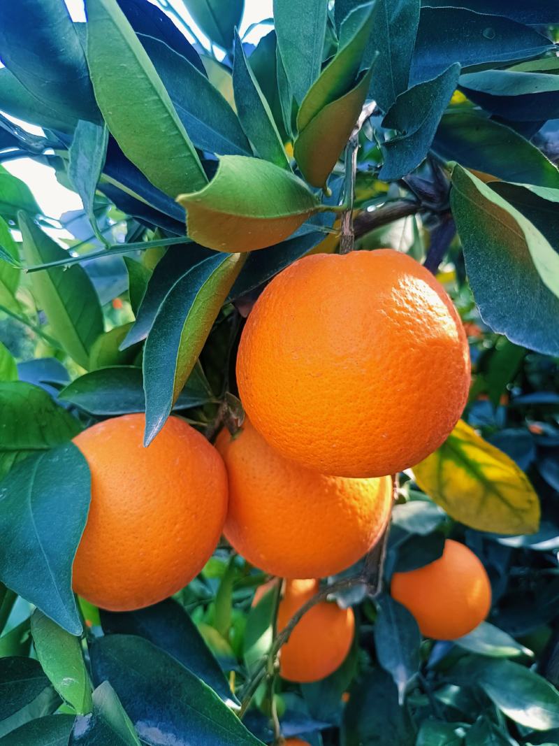 热销橙子奉节脐橙商品果二级果一树小果次果