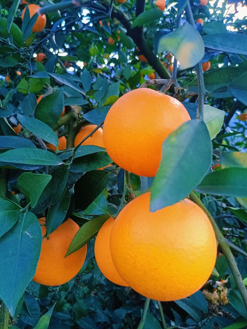 热销橙子奉节脐橙商品果二级果一树小果次果