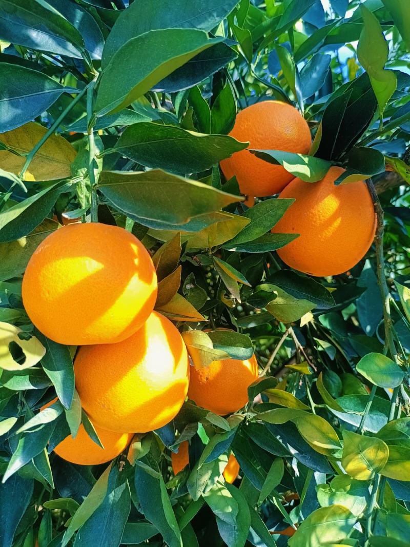 热销橙子奉节脐橙商品果二级果一树小果次果