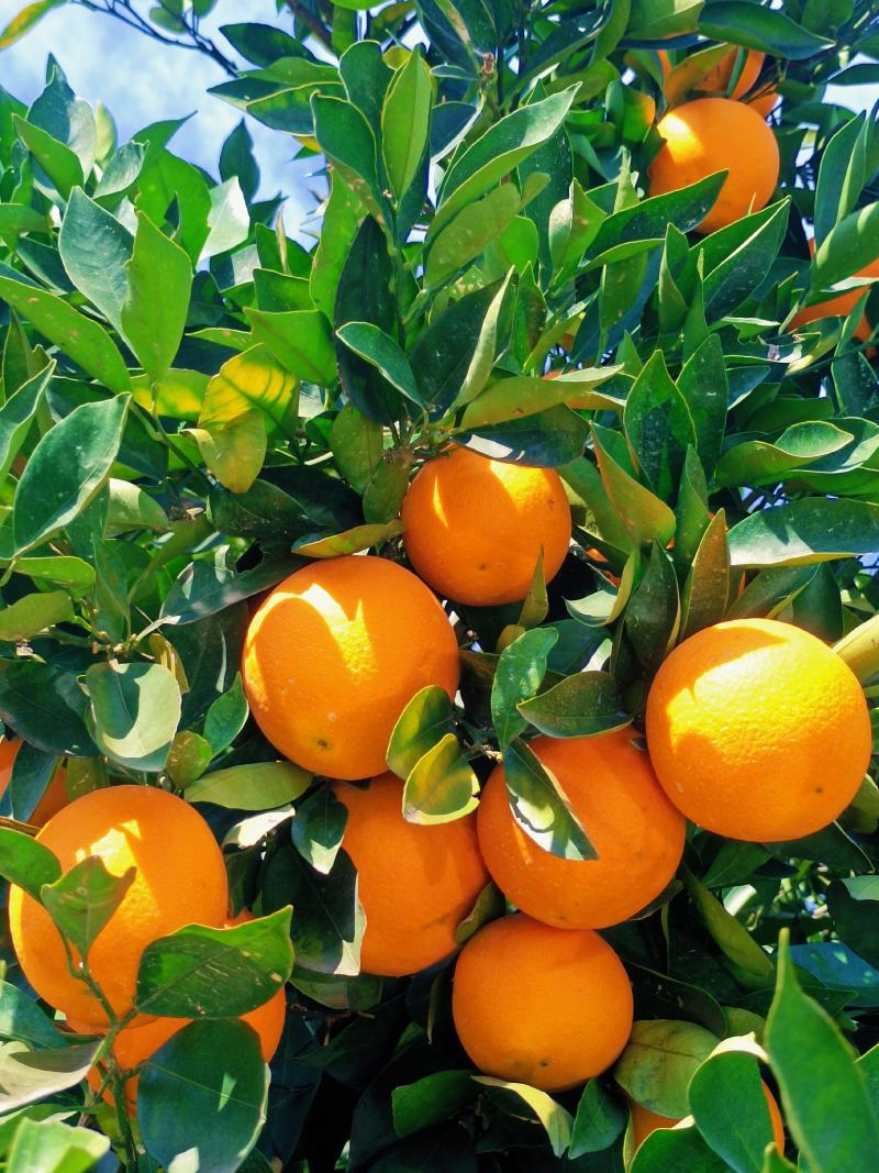 热销橙子奉节脐橙商品果二级果一树小果次果