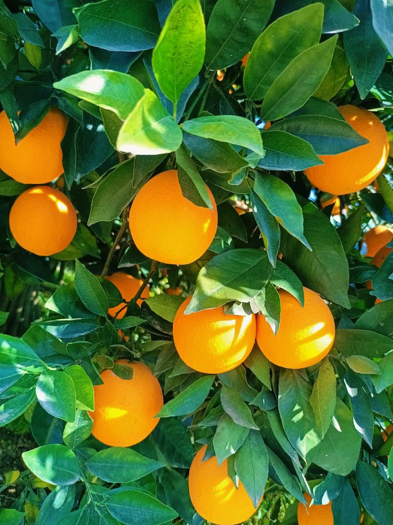 热销橙子奉节脐橙商品果二级果一树小果次果