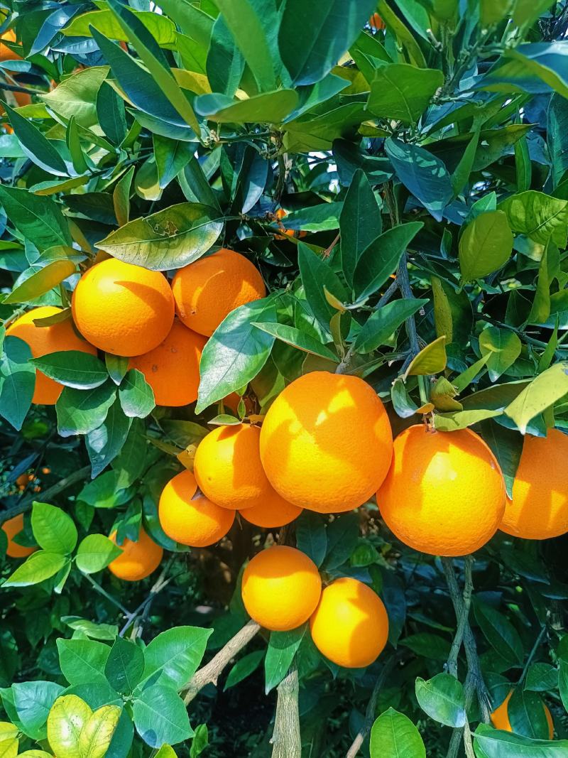 热销橙子奉节脐橙商品果二级果一树小果次果