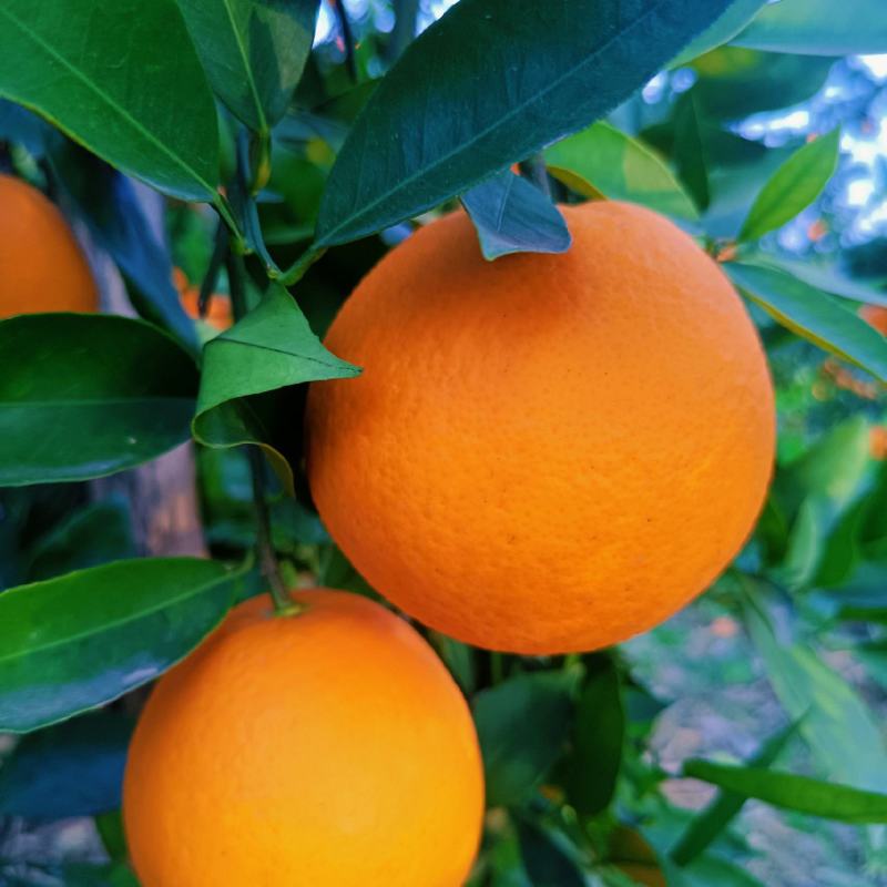 热销橙子奉节脐橙商品果二级果一树小果次果