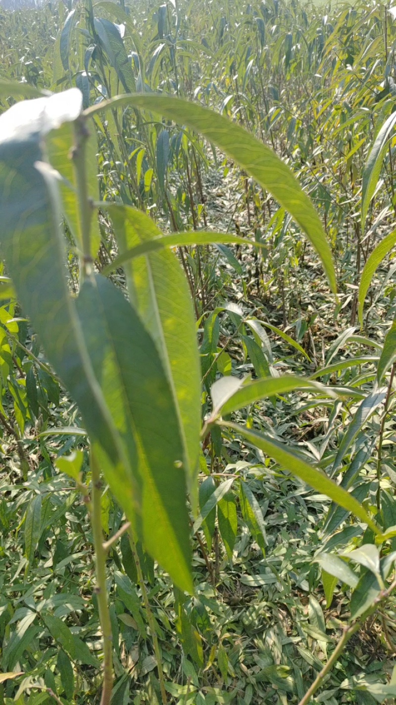 我砀山常华，育桃和梨苗，黄金冠，南非。欢迎来基地考察冾谈