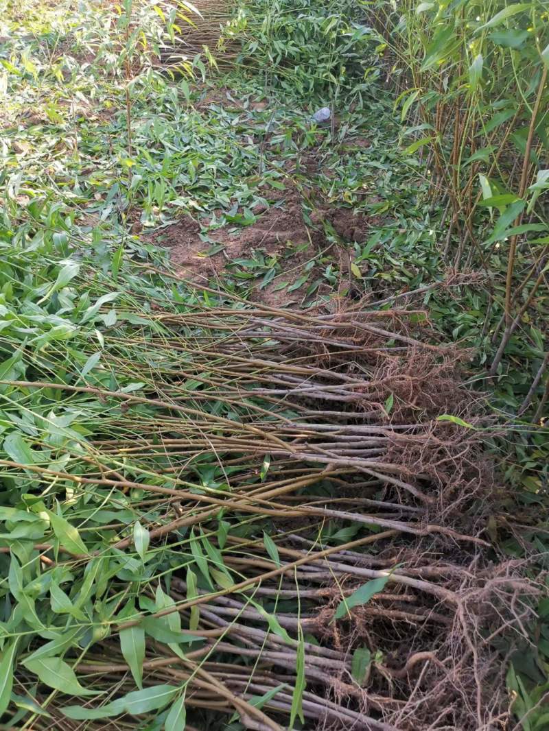 我砀山常华，育桃和梨苗，黄金冠，南非。欢迎来基地考察冾谈