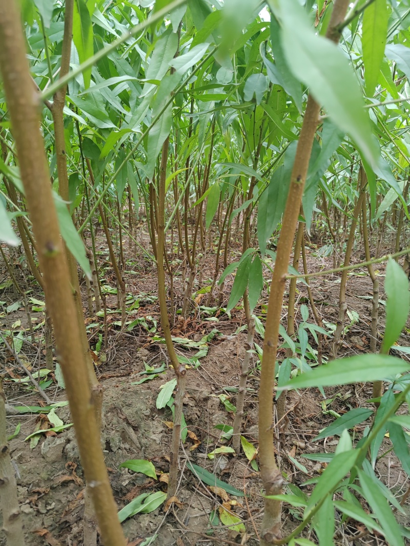 我砀山常华，育桃和梨苗，黄金冠，南非。欢迎来基地考察冾谈