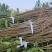 我砀山常华，育桃和梨苗，黄金冠，南非。欢迎来基地考察冾谈