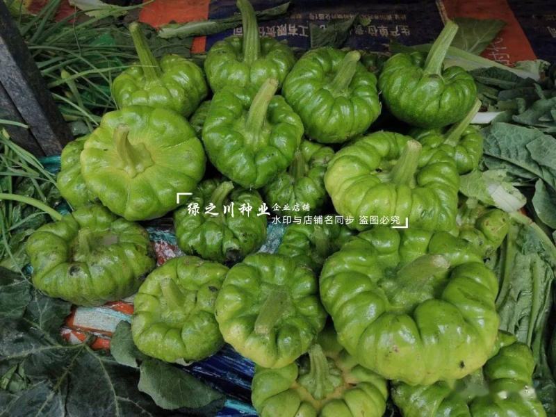 姜饼瓜南瓜种子云南姜柄瓜种子优质柿饼南瓜种籽嫩南瓜种子