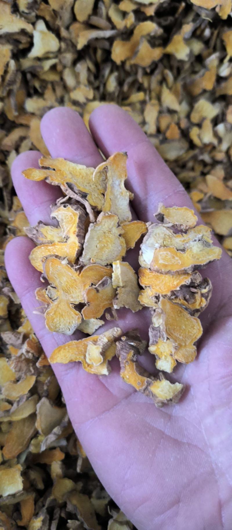 射干中药材批发射干质量保证量大从优