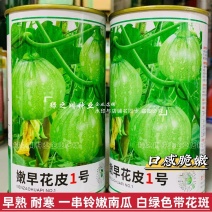 嫩早花皮1号小南瓜种子早熟耐寒一串铃南瓜种子嫩南瓜种籽