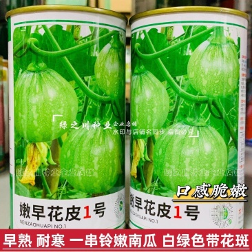 嫩早花皮1号小南瓜种子早熟耐寒一串铃南瓜种子嫩南瓜种籽