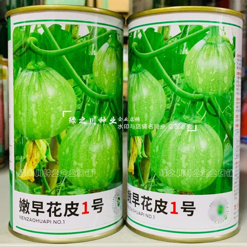 嫩早花皮1号小南瓜种子早熟耐寒一串铃南瓜种子嫩南瓜种籽
