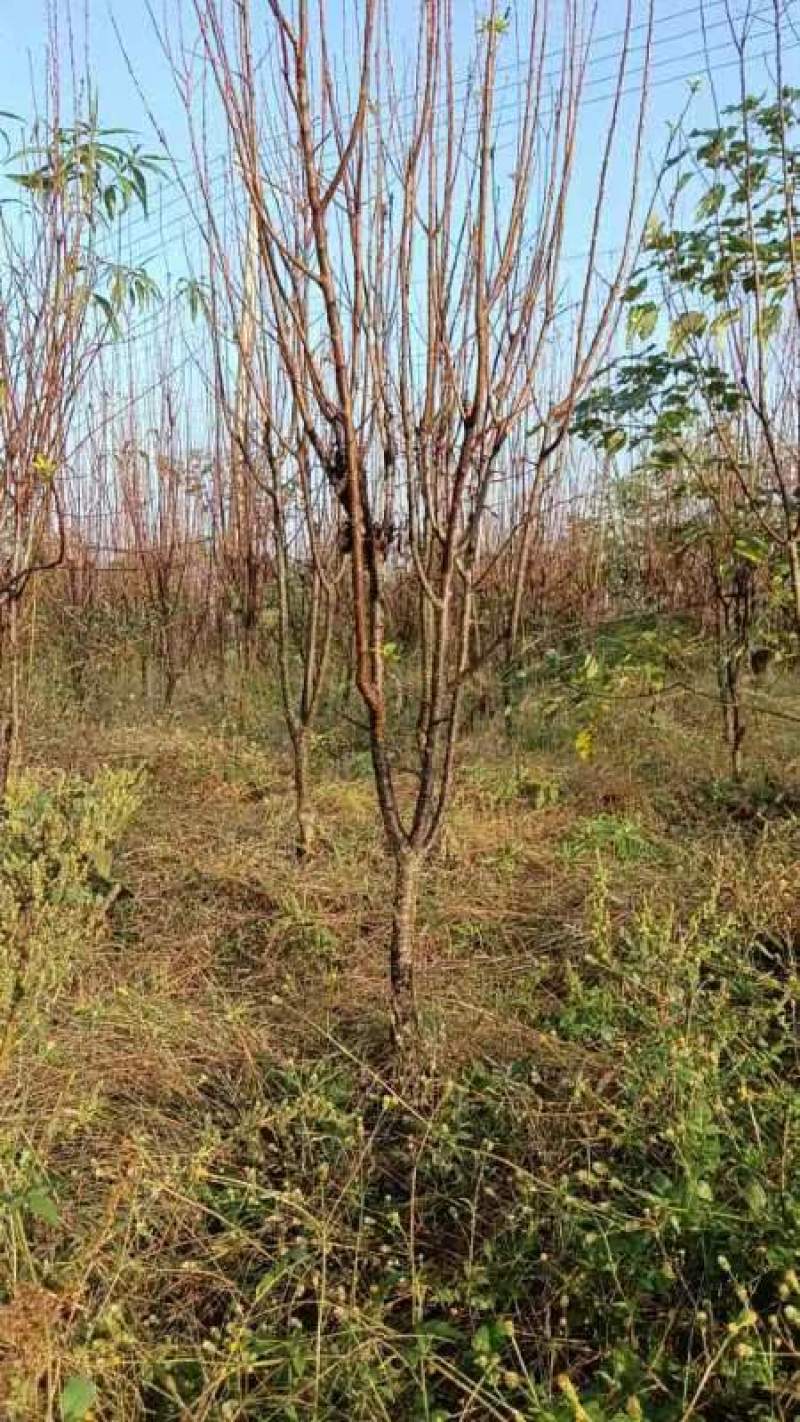 李子树青脆李