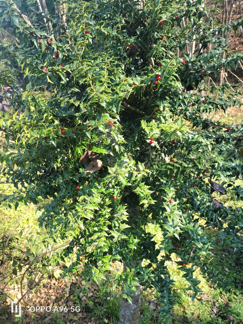枸骨，下山桩，裸根桩