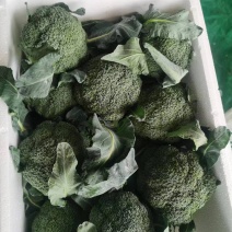西兰花大量有货