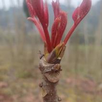中国红油香椿树货源充足可定制长度苗产地直发
