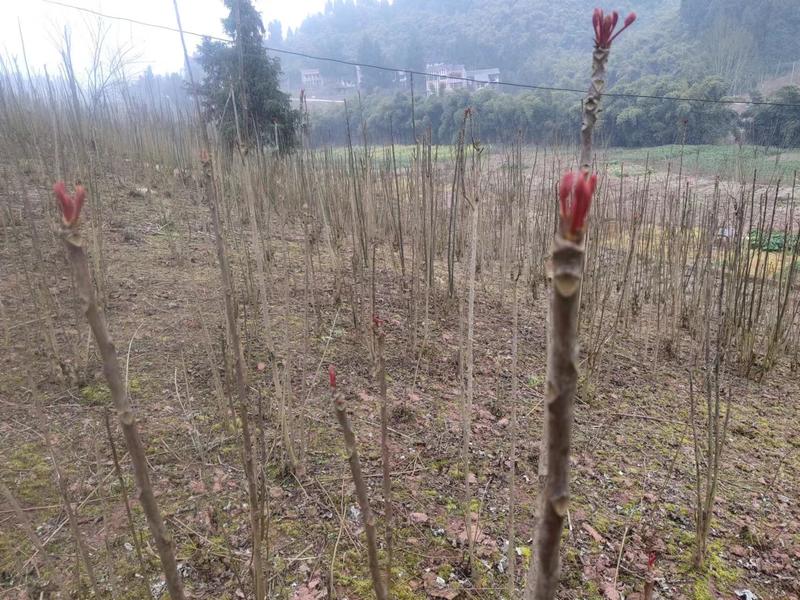 中国红油香椿树货源充足可定制长度苗产地直发
