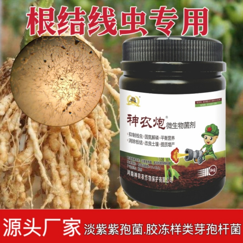 根结线虫专用淡紫紫孢菌胶冻样虫卵双杀根瘤菌病抑菌杀线虫
