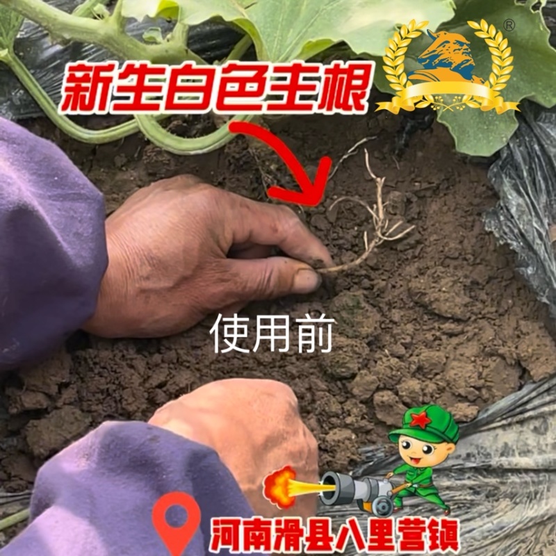 根结线虫专用淡紫紫孢菌胶冻样虫卵双杀根瘤菌病抑菌杀线虫