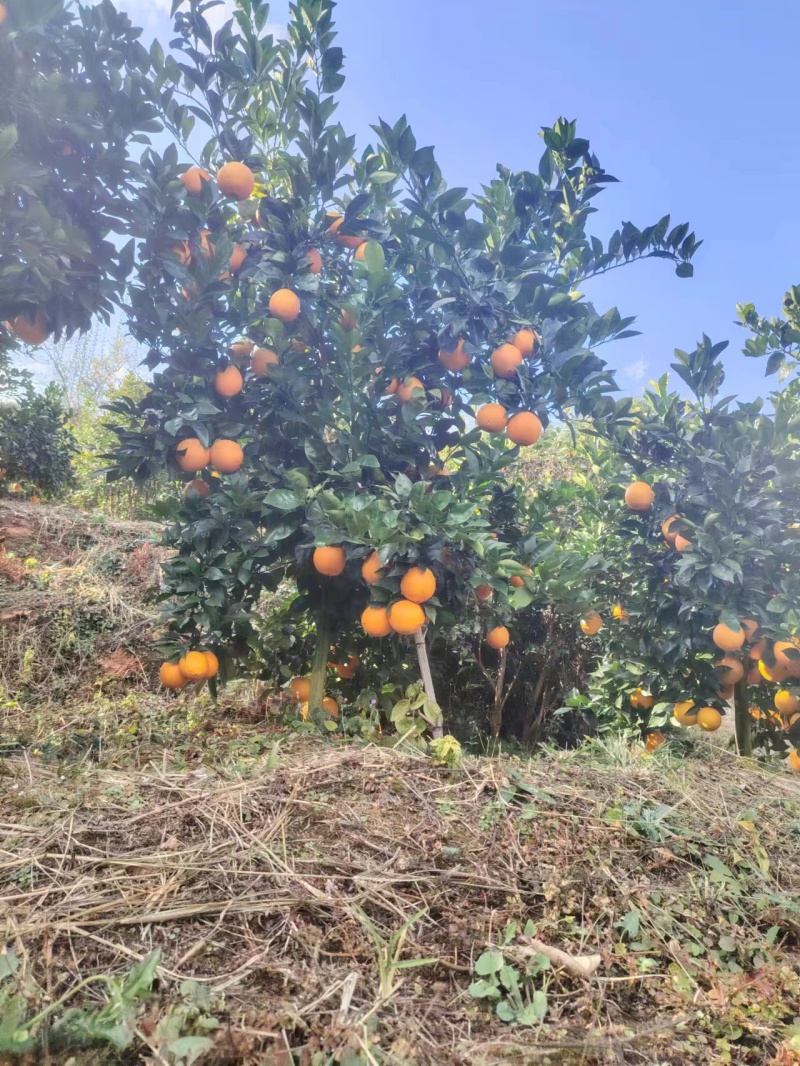 赣南脐橙大果信丰脐橙新鲜水果安西脐橙二级果电商果一级