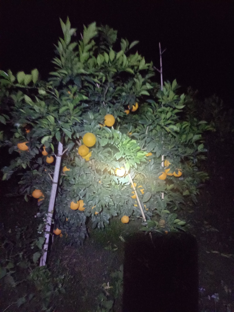 赣南脐橙大果信丰脐橙新鲜水果安西脐橙二级果电商果一级