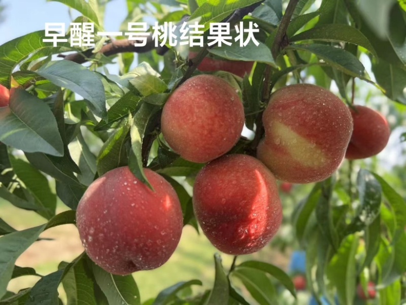 秋彤桃树苗黄金密4号桃苗83桃苗19桃苗