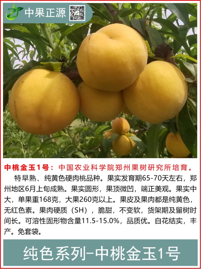 秋彤桃树苗黄金密4号桃苗83桃苗19桃苗